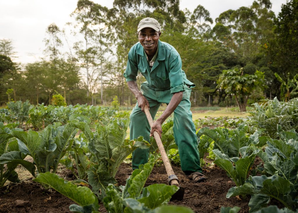 Sustainable Farmer in Africa working in a field with crops around him for eco cultivation 