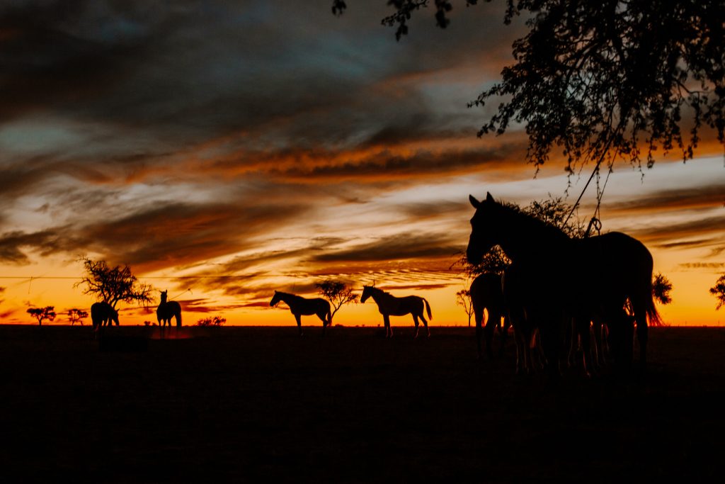 African horseback safari horses are silhouetted against the sunset in Nambia