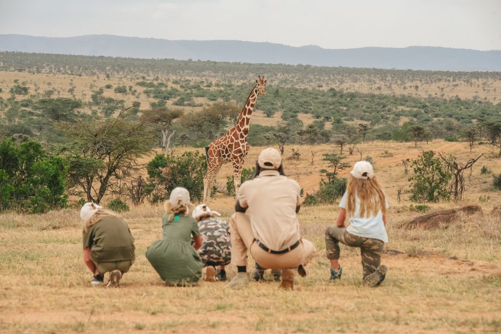 Giraffes are encountered by eco friendly travellers on a Bush School walking safari 
