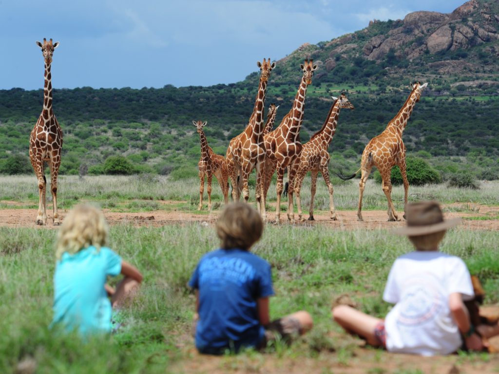 Giraffes are spotted by Sustainable travellers during a Karisia Walking Safari with African bush and mountains behind them 